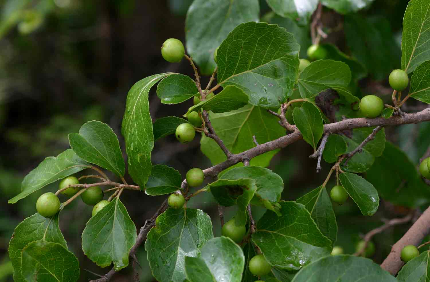 Flacourtia indica Flacourtia indica