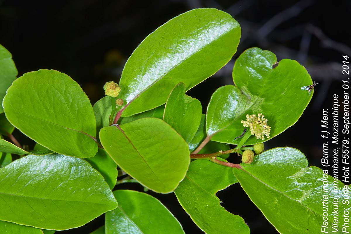 Flacourtia indica Flacourtia indica