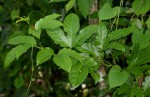 Passiflora edulis