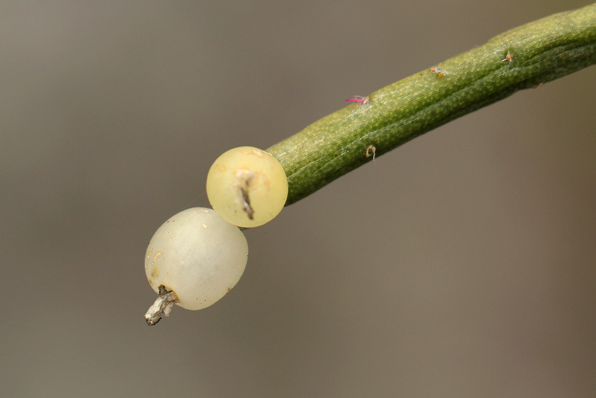 Rhipsalis baccifera Rhipsalis baccifera