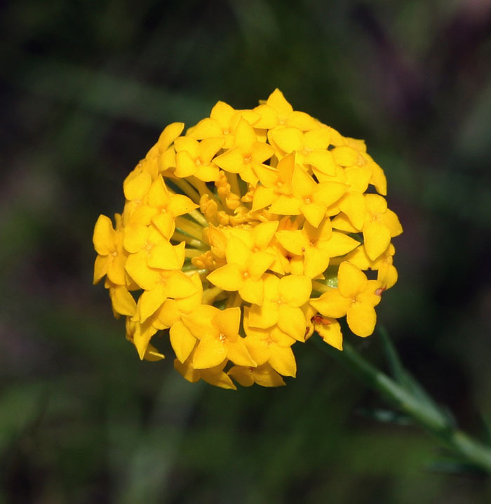 Gnidia chrysantha Gnidia chrysantha