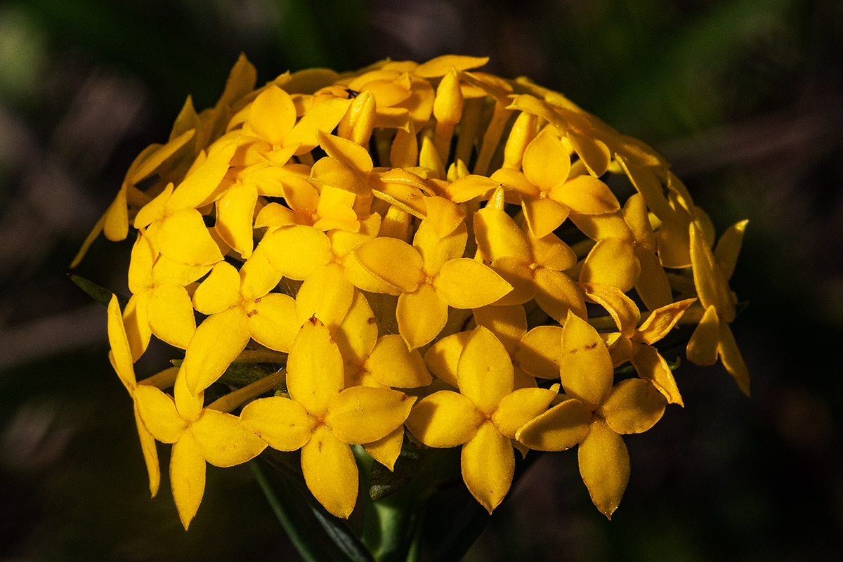 Gnidia chrysantha Gnidia chrysantha
