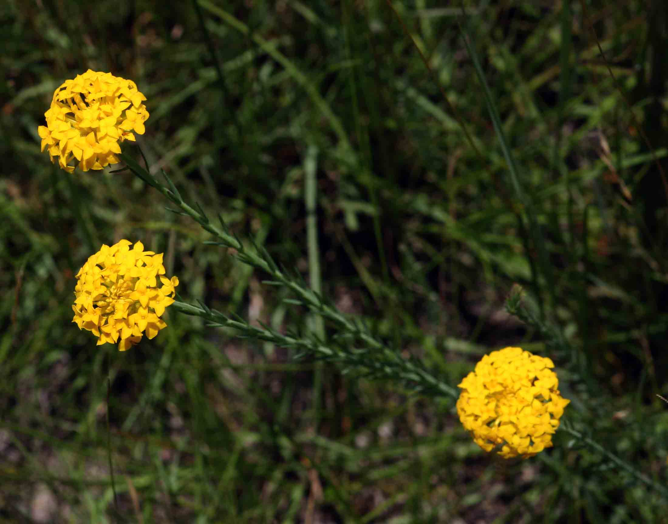 Gnidia chrysantha Gnidia chrysantha