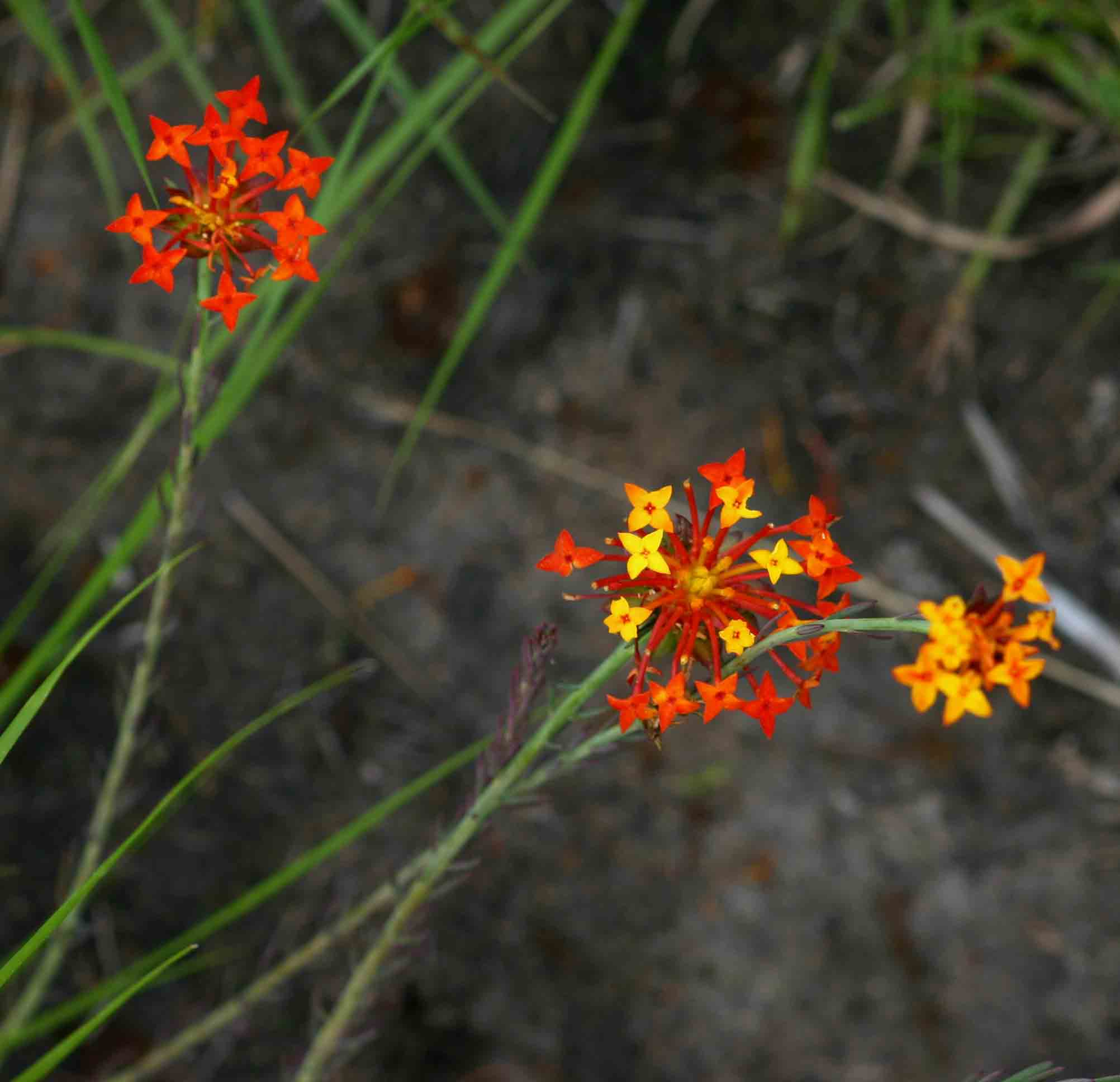 Gnidia chrysantha