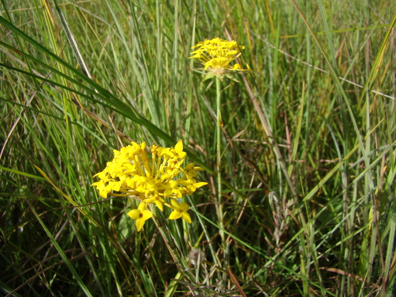 Gnidia chrysantha Gnidia chrysantha