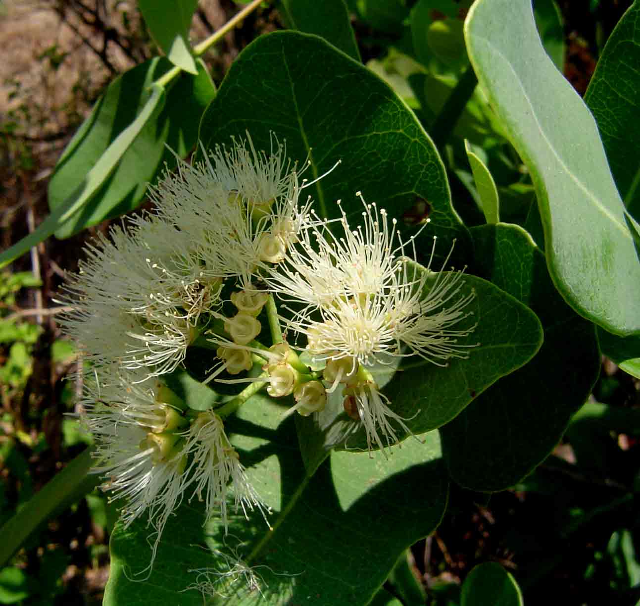 Syzygium cordatum subsp. cordatum Syzygium cordatum subsp. cordatum