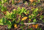 Syzygium cordatum subsp. cordatum