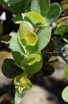 Syzygium cordatum subsp. cordatum
