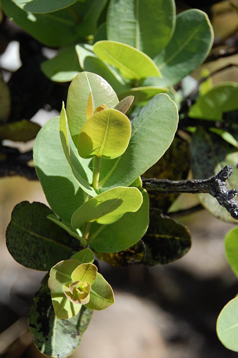Syzygium cordatum subsp. cordatum Syzygium cordatum subsp. cordatum