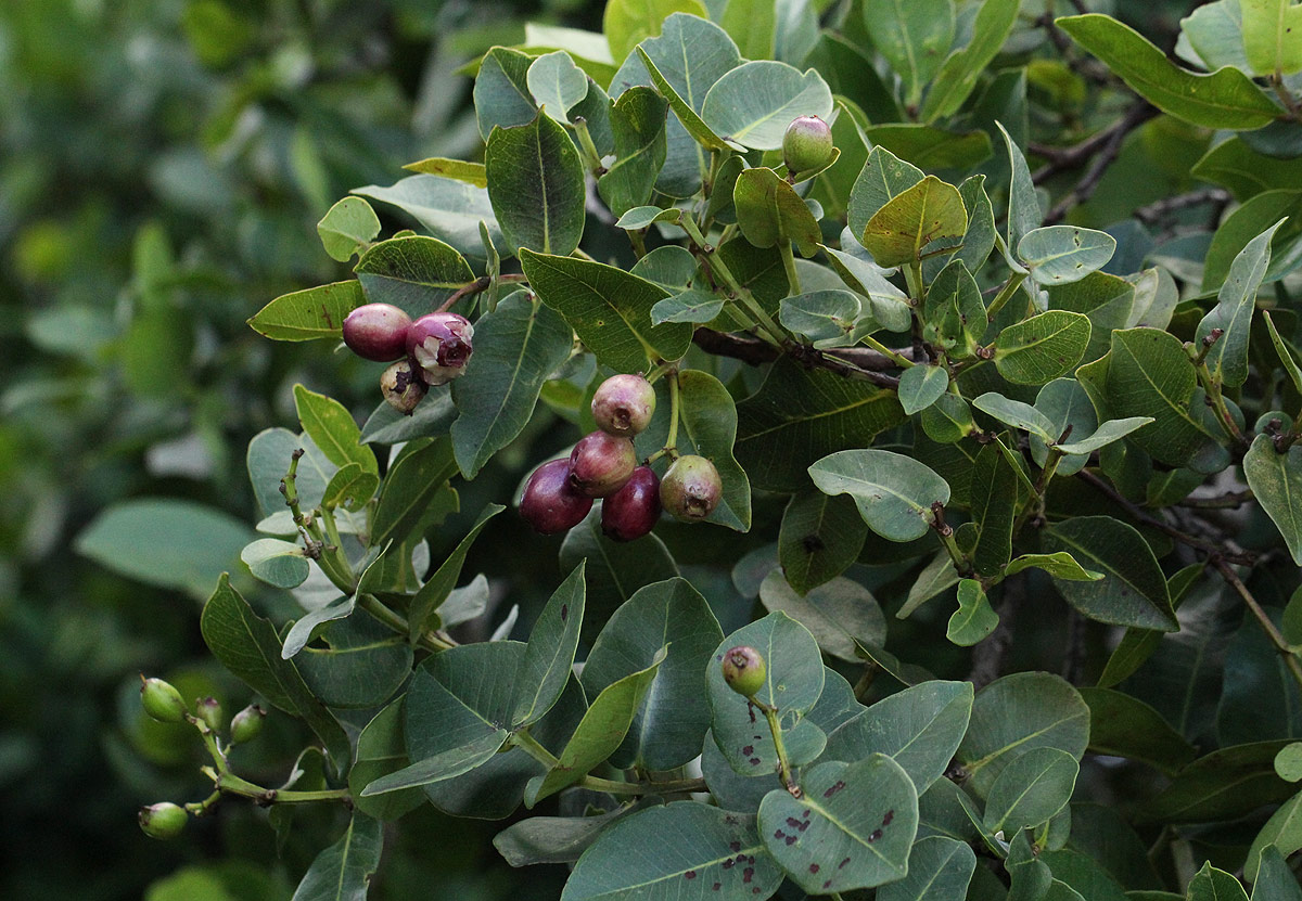 Syzygium cordatum subsp. cordatum Syzygium cordatum subsp. cordatum