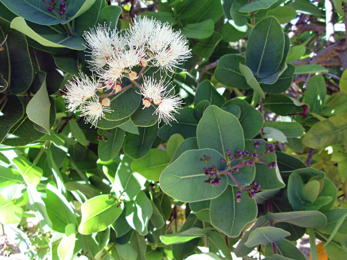 Syzygium cordatum subsp. cordatum Syzygium cordatum subsp. cordatum