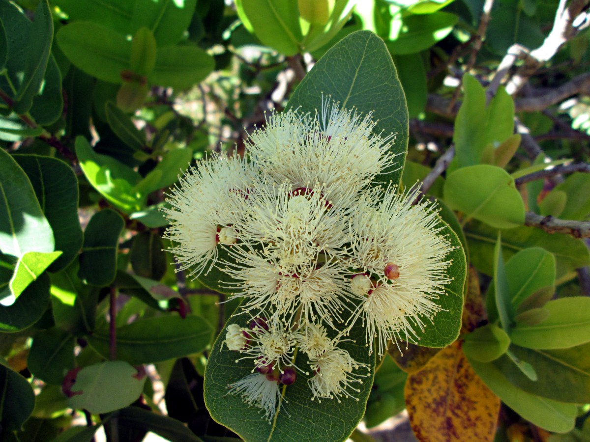 Syzygium cordatum subsp. cordatum Syzygium cordatum subsp. cordatum