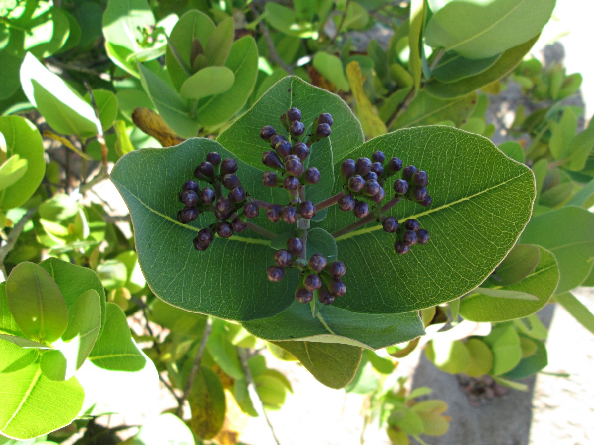 Syzygium cordatum subsp. cordatum Syzygium cordatum subsp. cordatum
