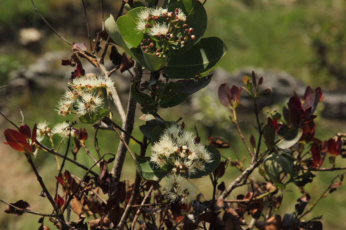 Syzygium cordatum subsp. cordatum Syzygium cordatum subsp. cordatum