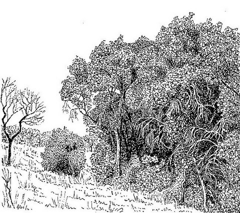 Syzygium cordatum subsp. cordatum Syzygium cordatum subsp. cordatum
