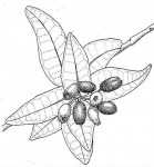 Syzygium cordatum subsp. cordatum