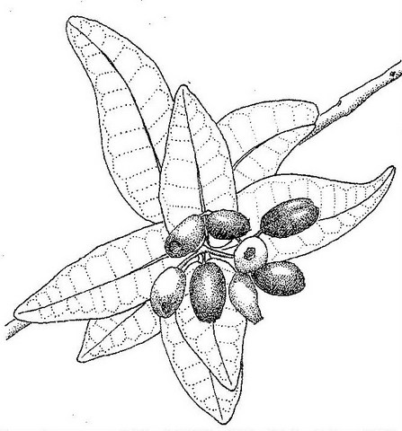 Syzygium cordatum subsp. cordatum Syzygium cordatum subsp. cordatum