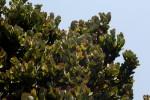 Syzygium cordatum subsp. cordatum