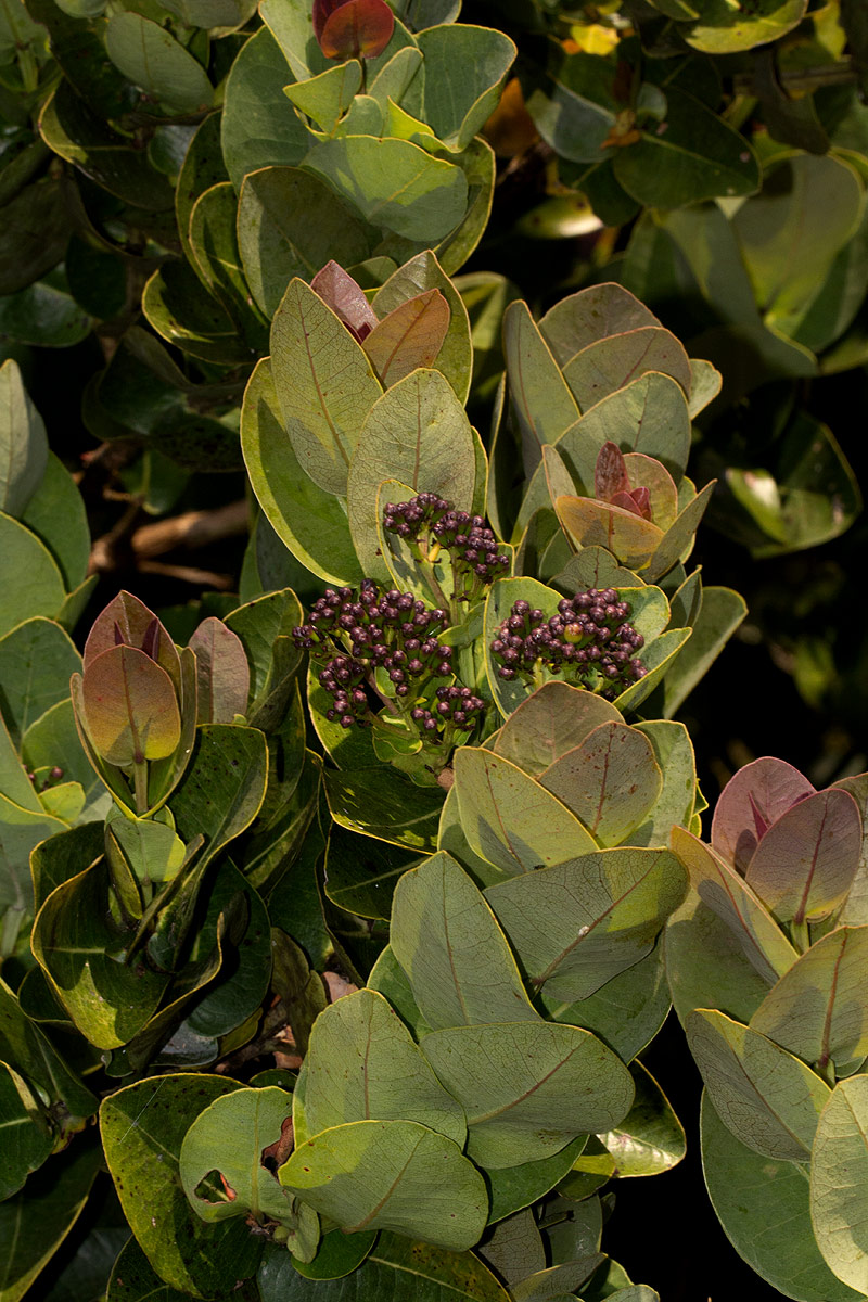 Syzygium cordatum subsp. cordatum Syzygium cordatum subsp. cordatum
