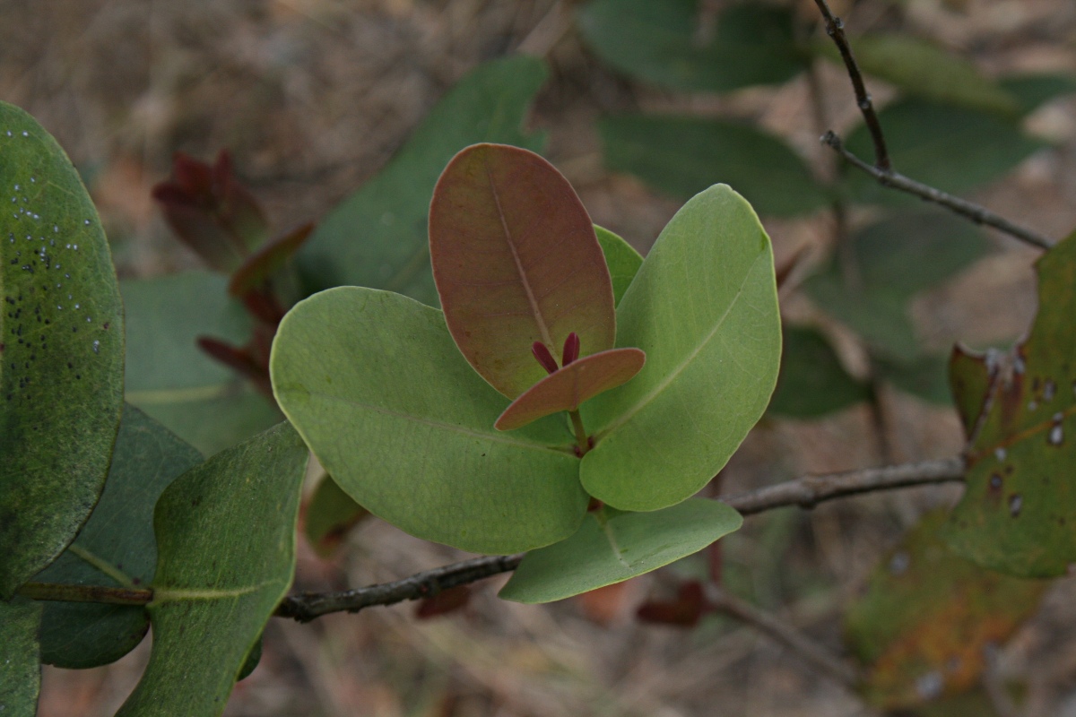 Syzygium cordatum subsp. cordatum Syzygium cordatum subsp. cordatum