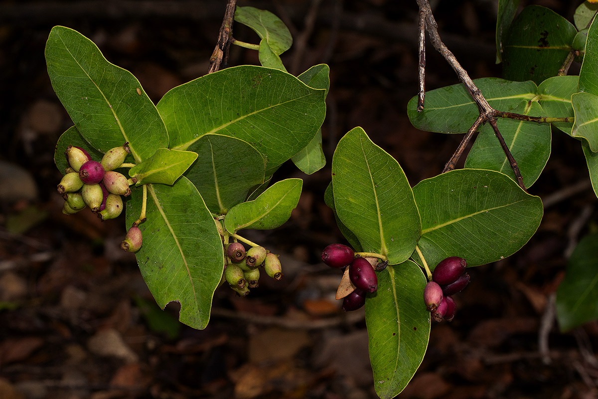 Syzygium cordatum subsp. cordatum Syzygium cordatum subsp. cordatum