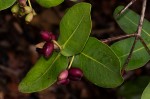 Syzygium cordatum subsp. cordatum