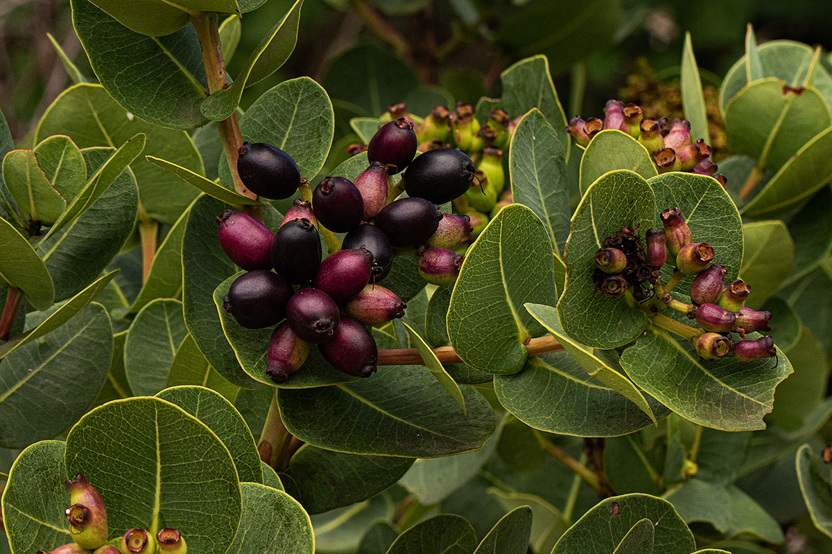 Syzygium cordatum subsp. cordatum Syzygium cordatum subsp. cordatum