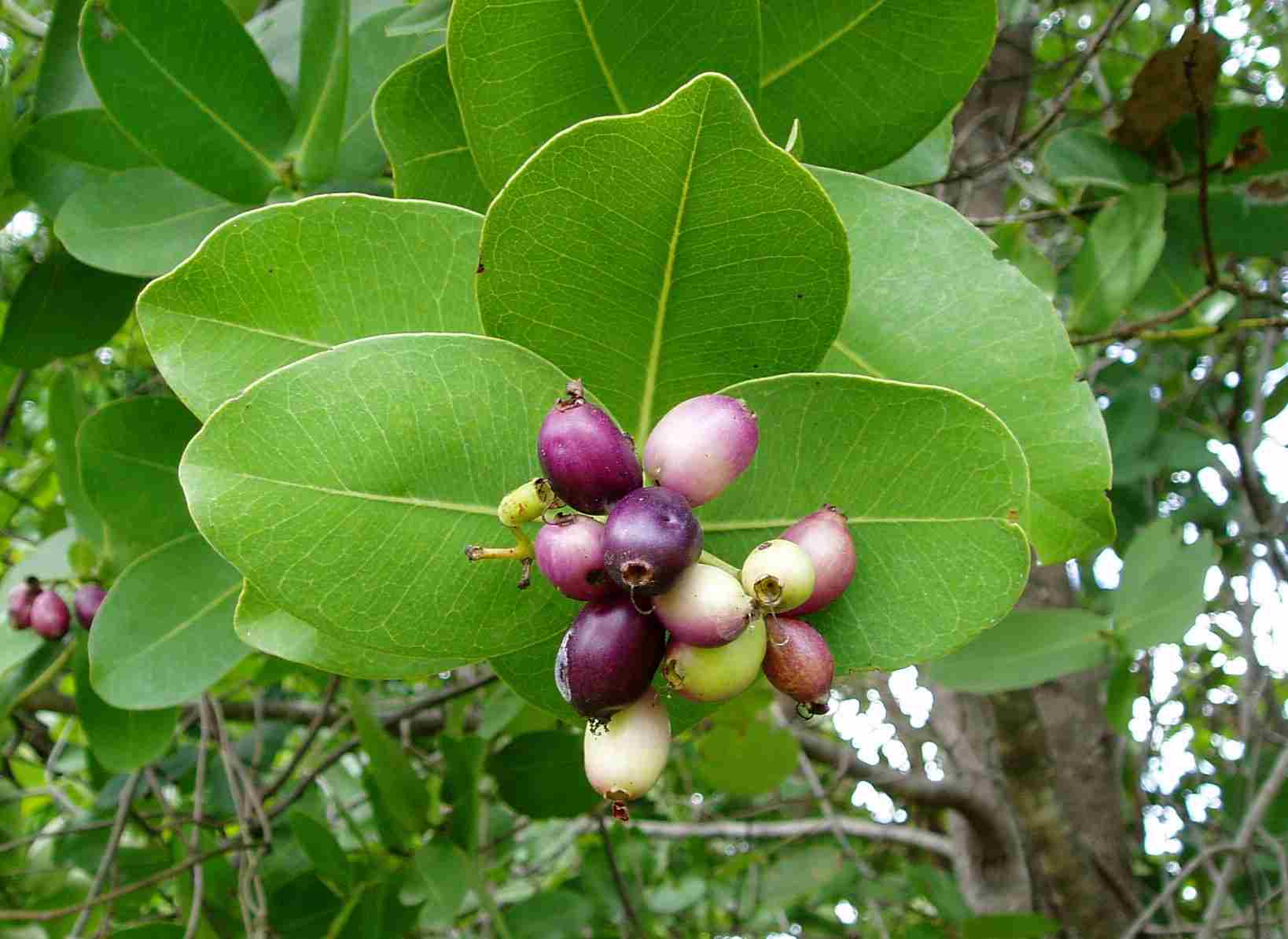Syzygium cordatum subsp. cordatum Syzygium cordatum subsp. cordatum