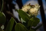 Syzygium cordatum subsp. cordatum