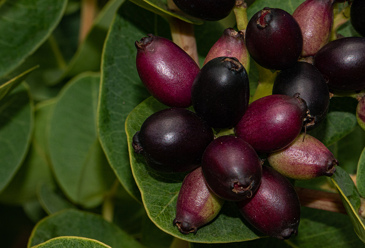 Syzygium cordatum subsp. cordatum Syzygium cordatum subsp. cordatum