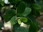 Syzygium cordatum subsp. cordatum