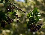 Syzygium cordatum subsp. cordatum