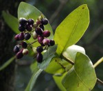 Syzygium cordatum subsp. cordatum