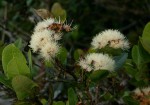 Syzygium cordatum subsp. cordatum