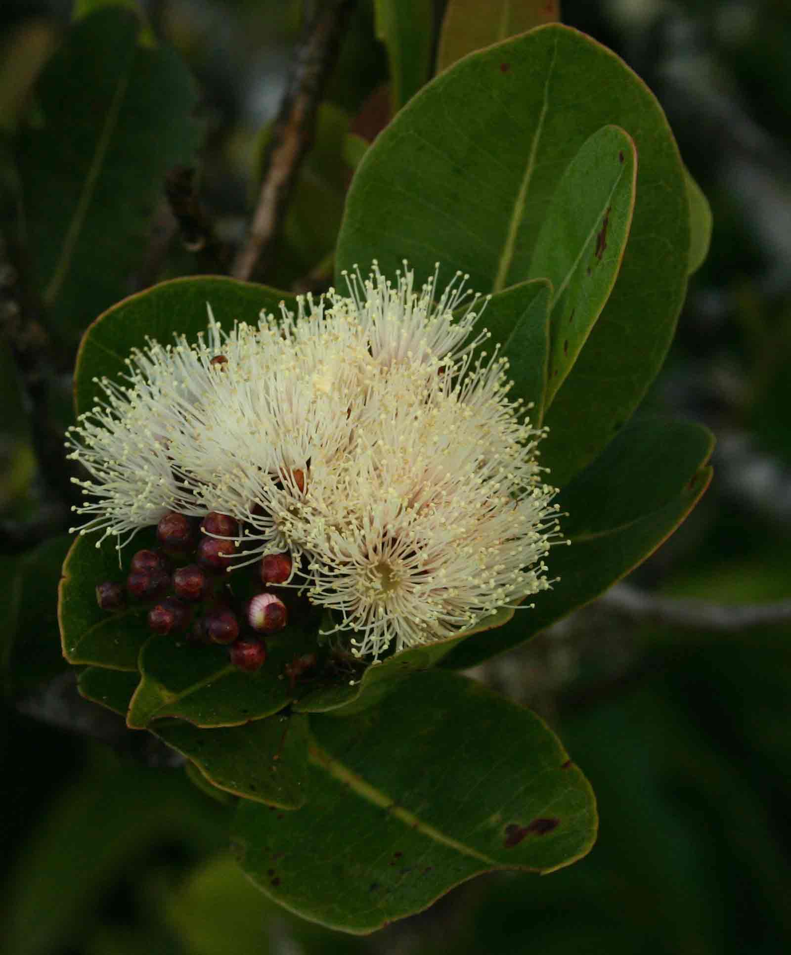 Syzygium cordatum subsp. cordatum Syzygium cordatum subsp. cordatum
