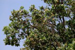 Syzygium cordatum subsp. cordatum