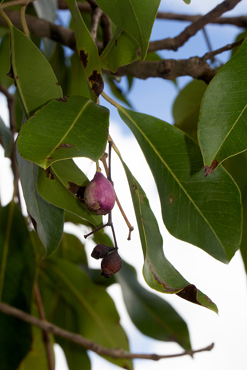 Syzygium guineense subsp. guineense Syzygium guineense subsp. guineense