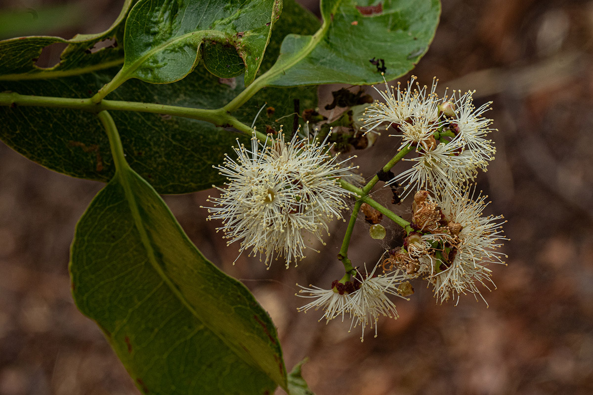 Syzygium guineense subsp. guineense Syzygium guineense subsp. guineense