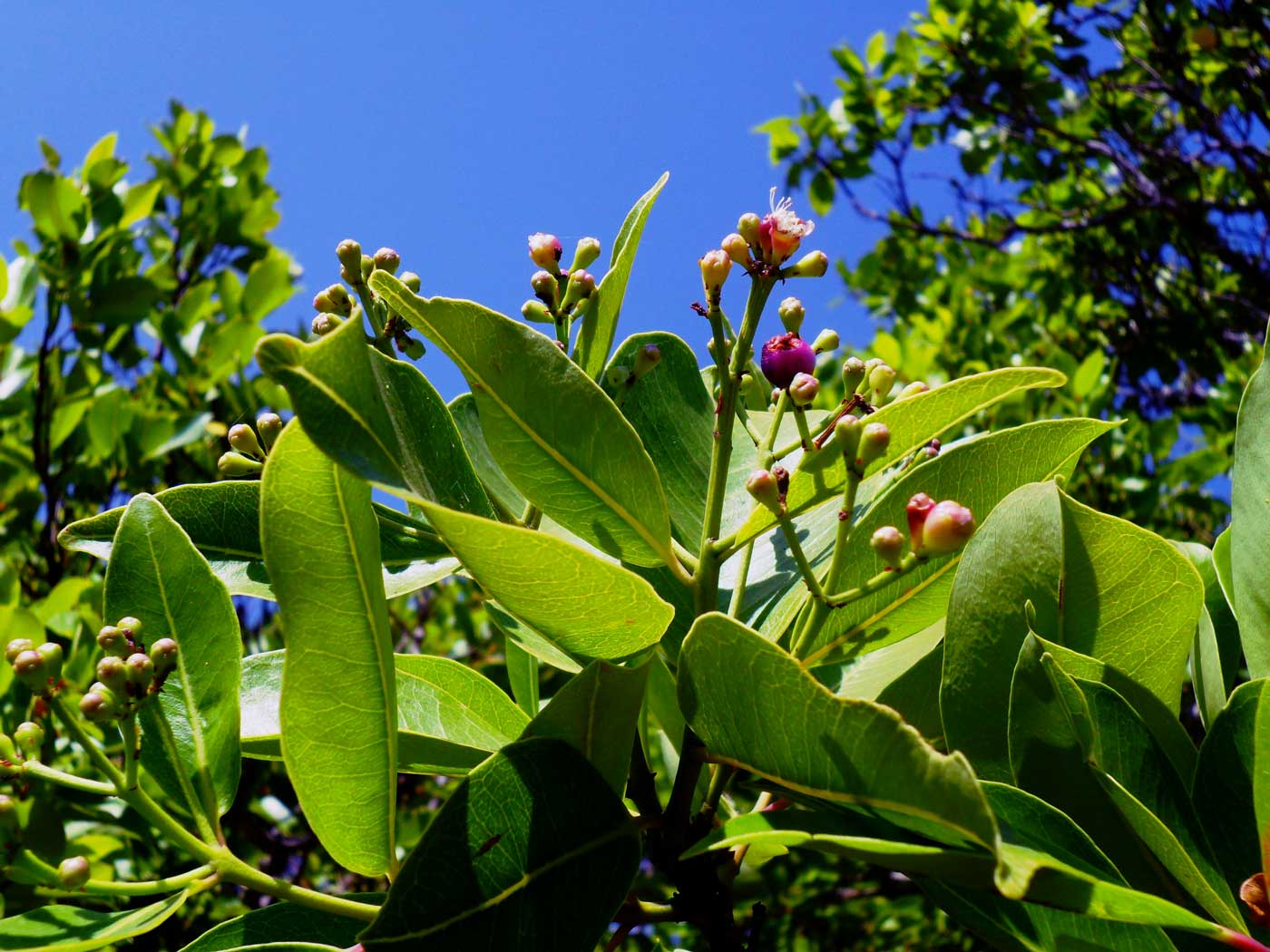 Syzygium guineense subsp. guineense Syzygium guineense subsp. guineense