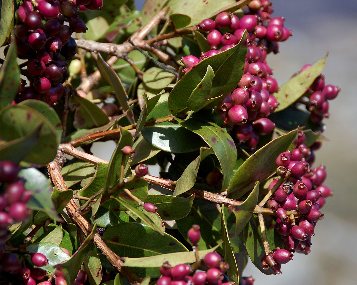 Syzygium guineense subsp. guineense Syzygium guineense subsp. guineense