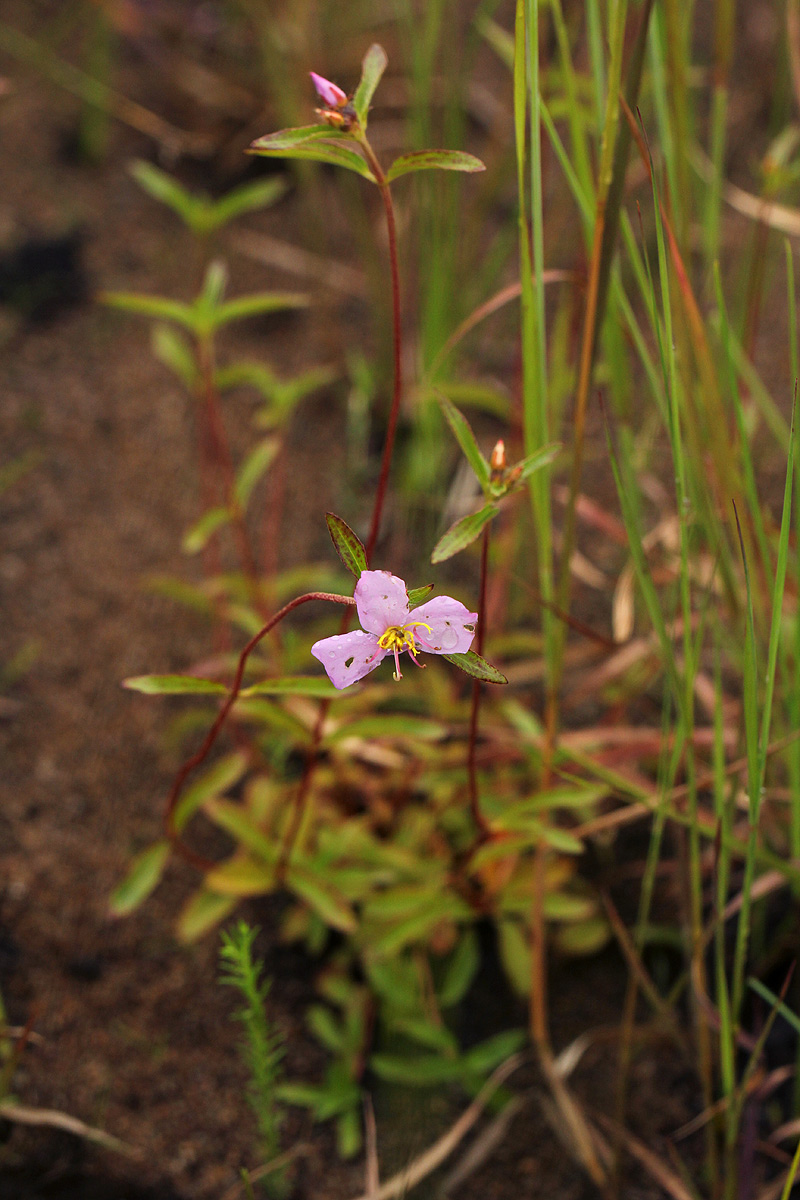Antherotoma debilis Antherotoma debilis