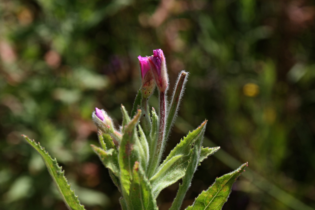 Epilobium hirsutum Epilobium hirsutum