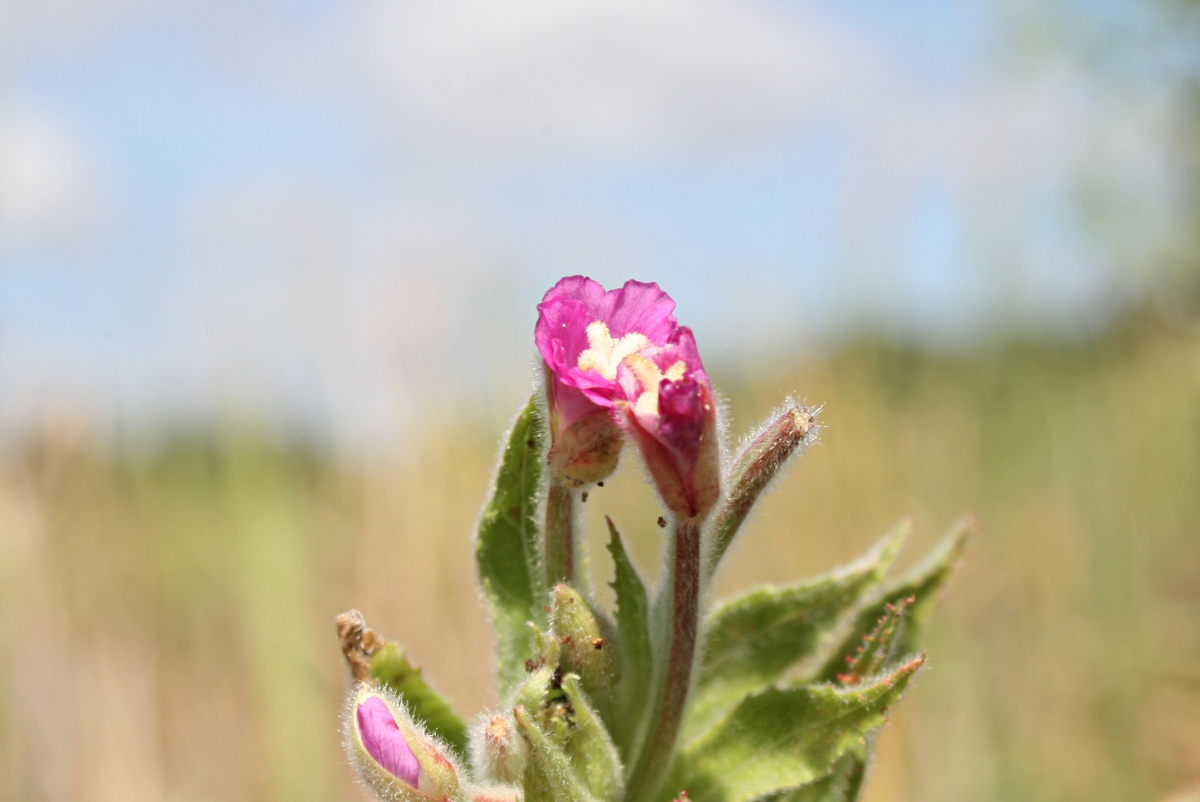 Epilobium hirsutum Epilobium hirsutum