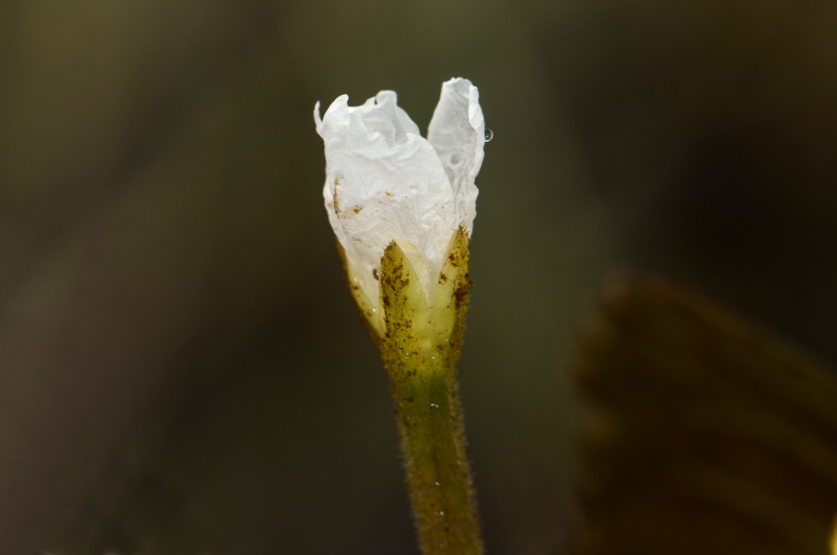 Trapa natans var. bispinosa Trapa natans var. bispinosa