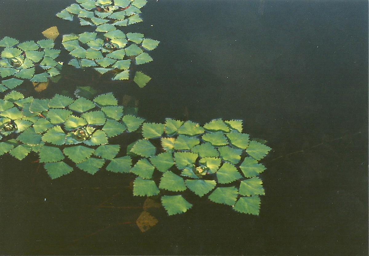 Trapa natans var. bispinosa Trapa natans var. bispinosa