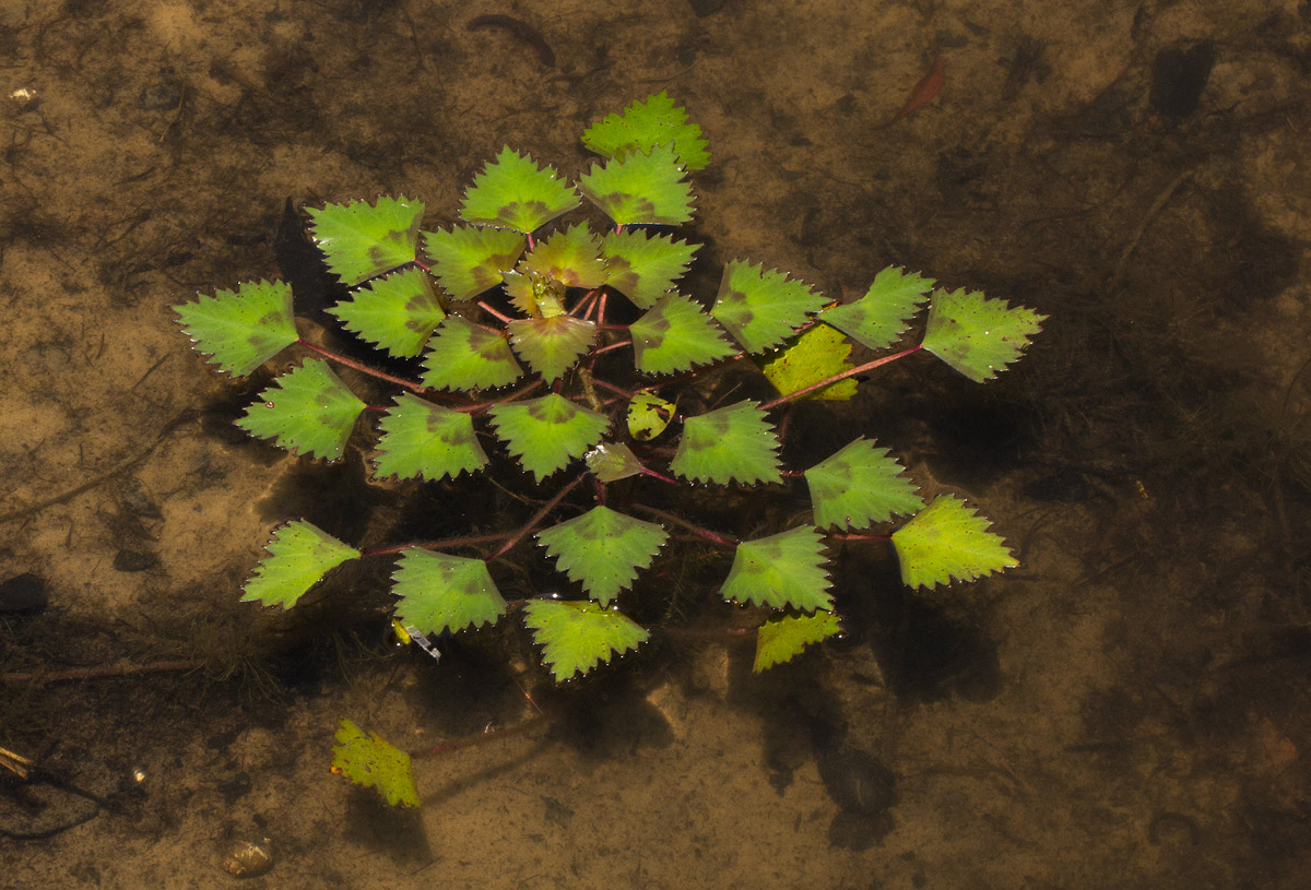 Trapa natans var. bispinosa Trapa natans var. bispinosa