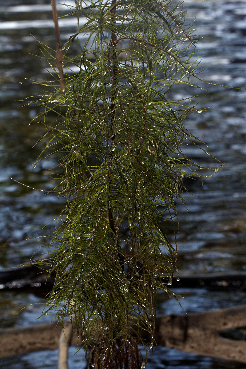 Trapa natans var. bispinosa Trapa natans var. bispinosa