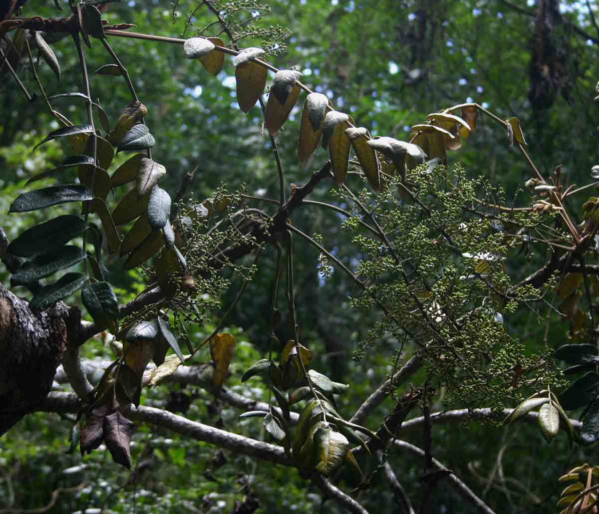 Polyscias fulva Polyscias fulva