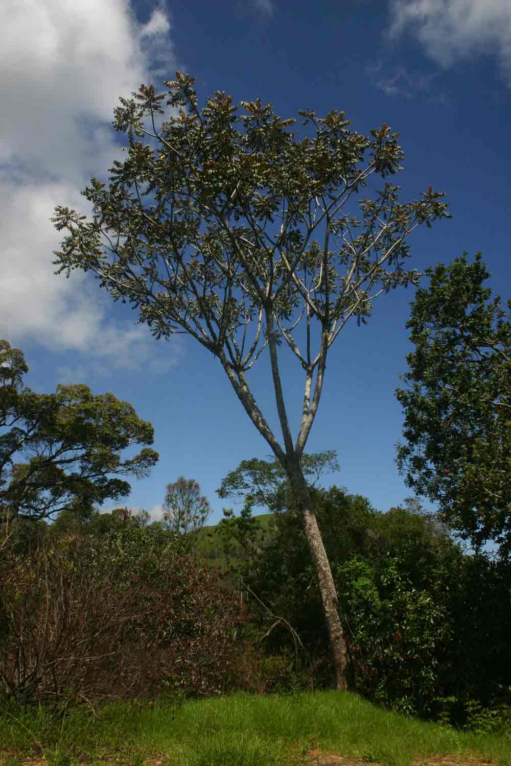 Polyscias fulva