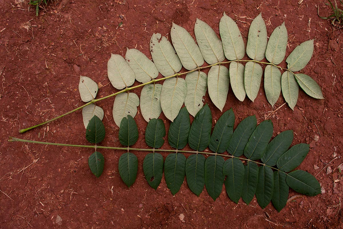 Polyscias fulva Polyscias fulva